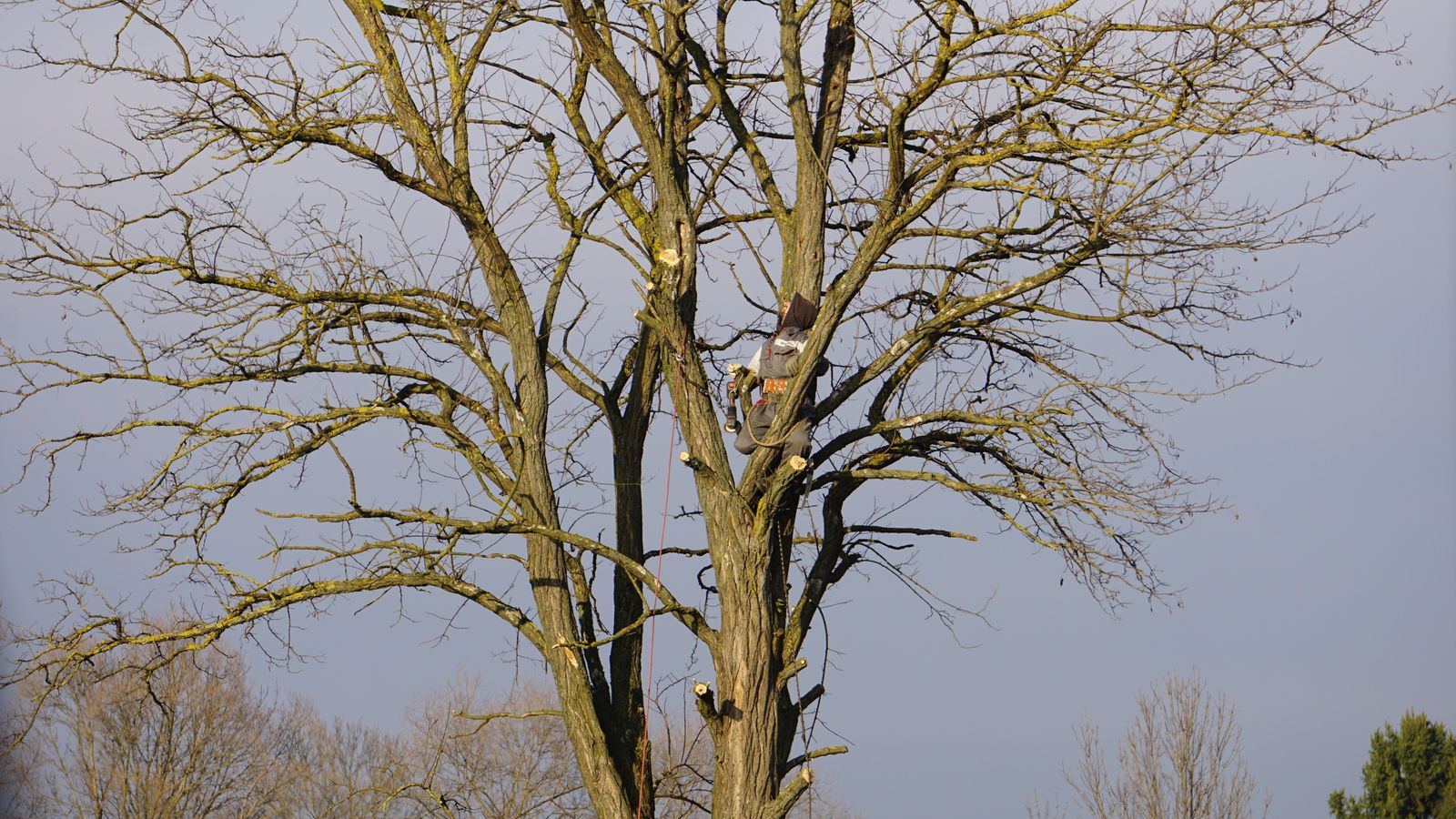Nid de guêpes ou de frelons dans un arbre
