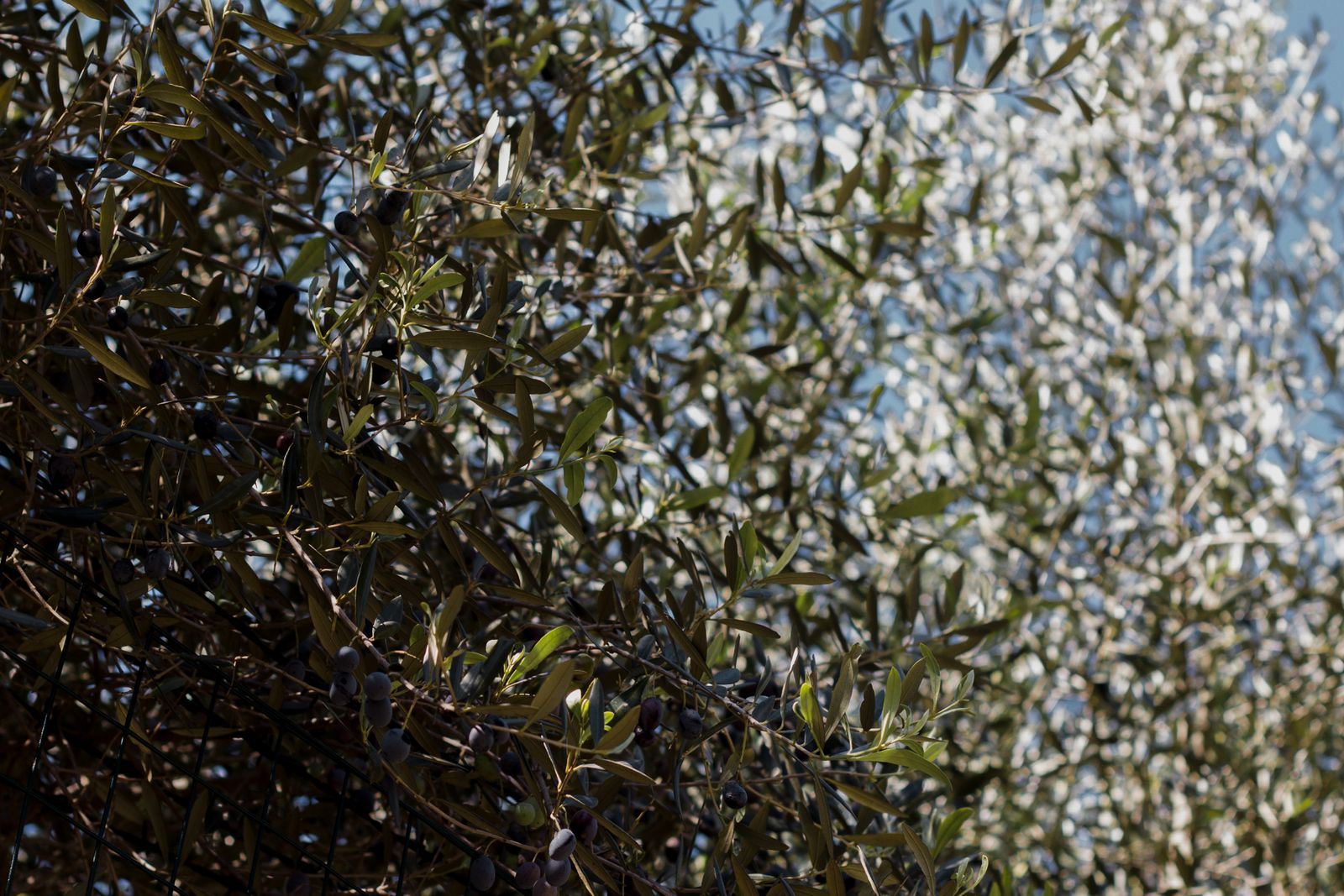Taille de haies, cyprès et oliviers